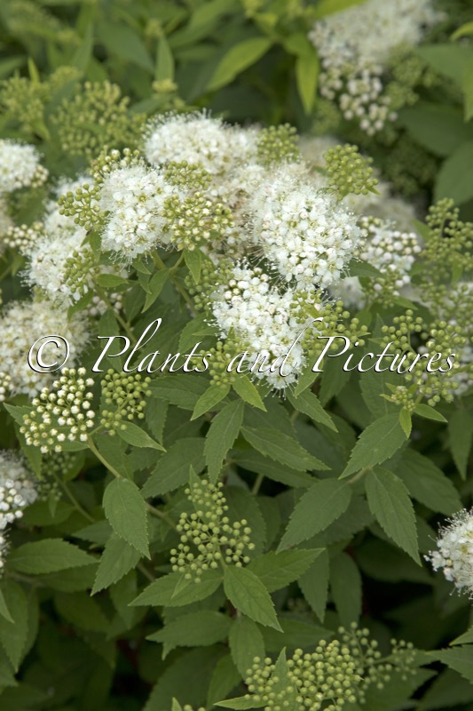 Spiraea japonica ‘Albiflora’