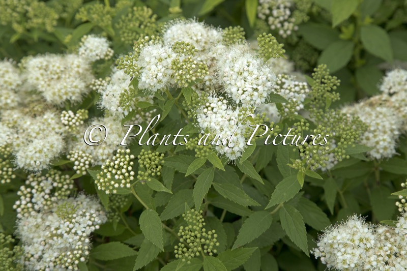 Spiraea japonica ‘Albiflora’