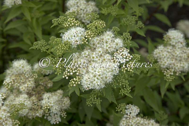 Spiraea japonica ‘Albiflora’