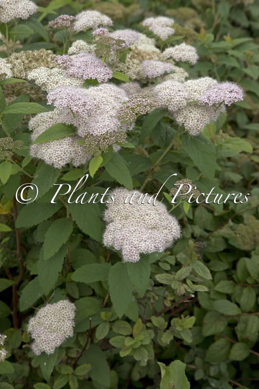 Spiraea japonica ‘Dart’s Pinkie’