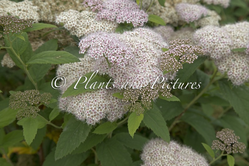 Spiraea japonica ‘Dart’s Pinkie’