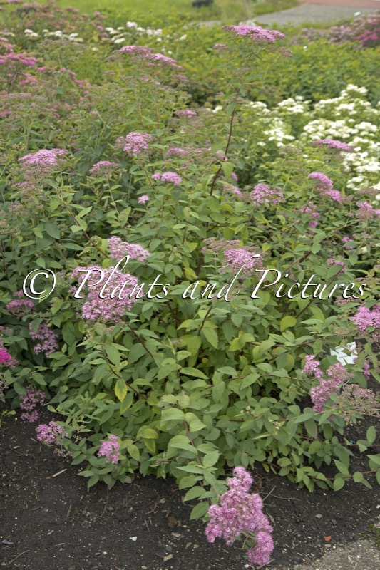 Spiraea ‘Margaritae’
