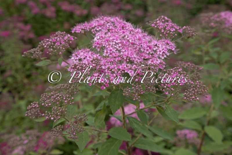 Spiraea ‘Margaritae’