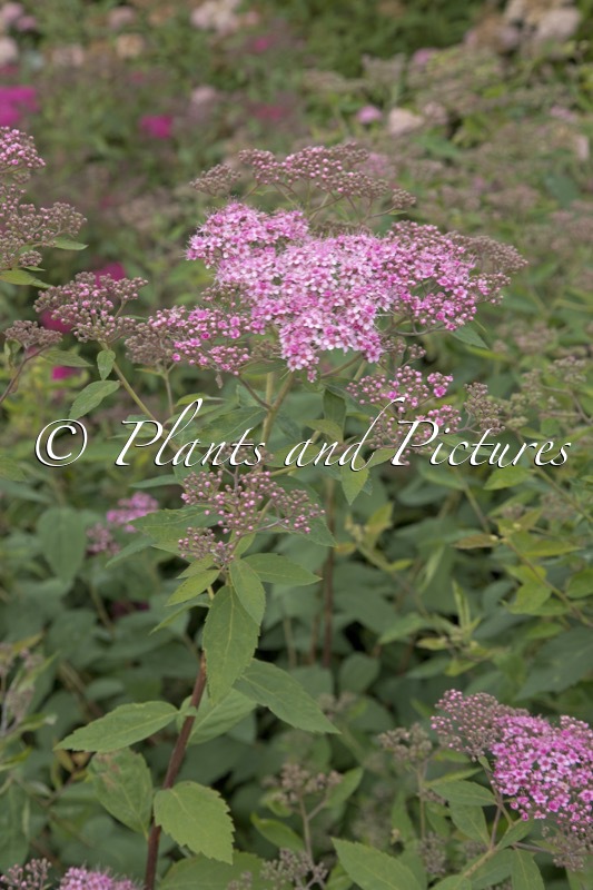 Spiraea ‘Margaritae’