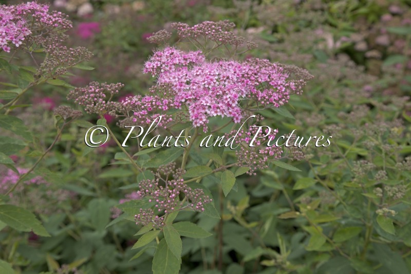 Spiraea ‘Margaritae’