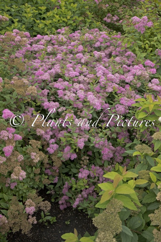 Spiraea japonica ‘Manon’