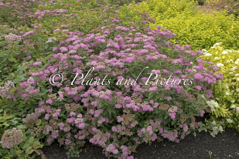 Spiraea japonica ‘Eiríkur Rauði’