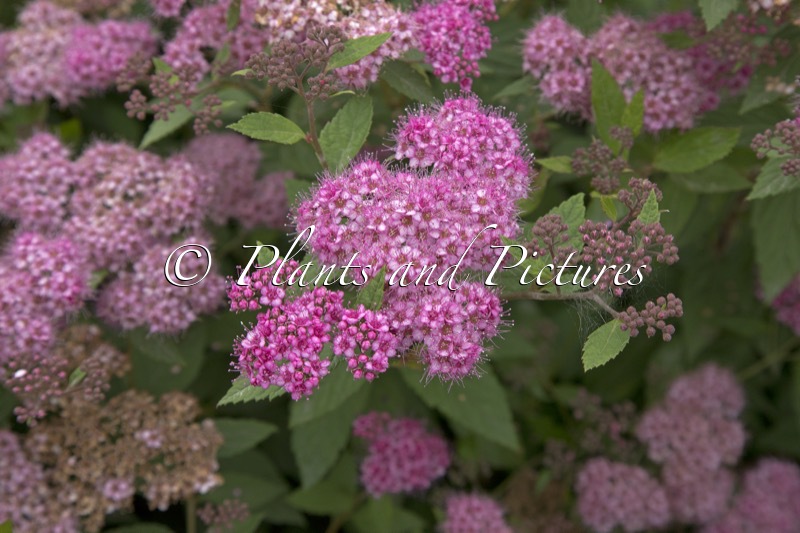 Spiraea japonica ‘Eiríkur Rauði’