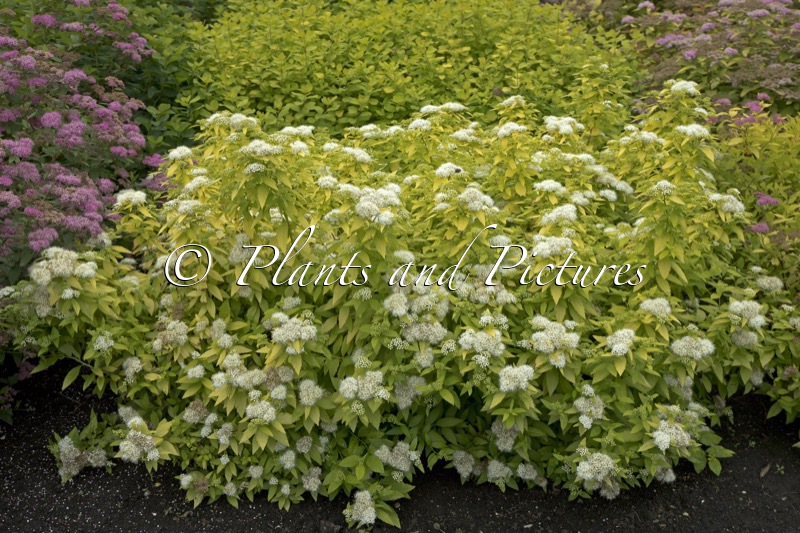 Spiraea japonica ‘White Gold’