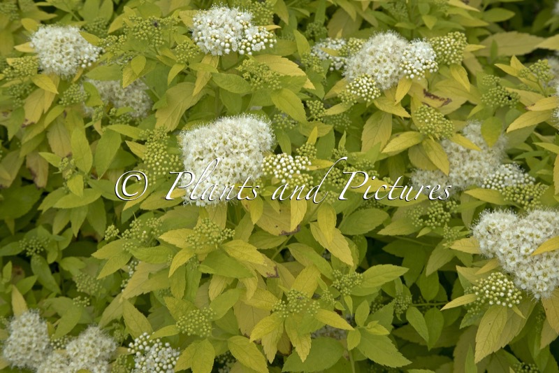 Spiraea japonica ‘White Gold’
