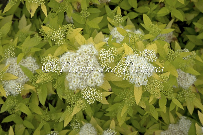 Spiraea japonica ‘White Gold’