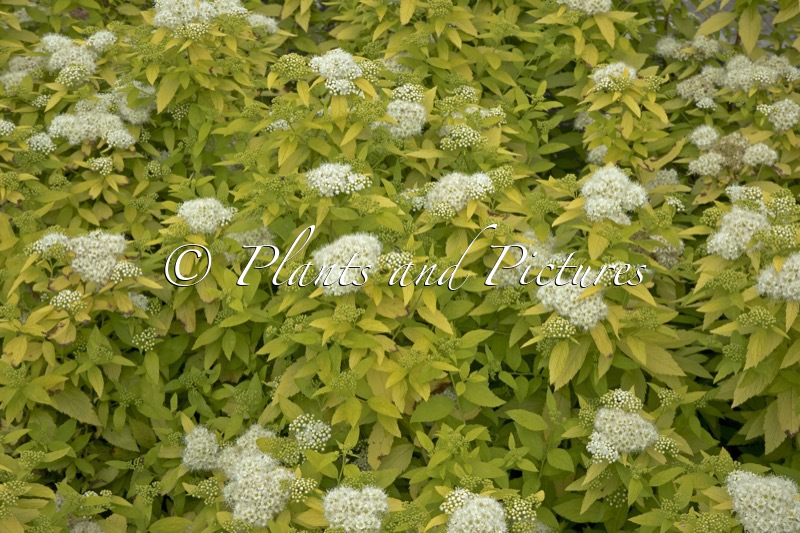 Spiraea japonica ‘White Gold’