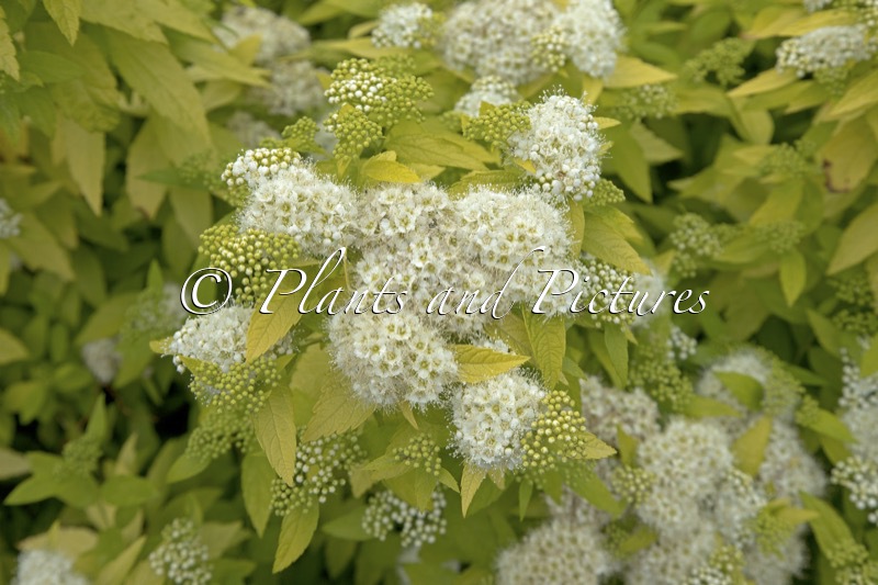 Spiraea japonica ‘White Gold’