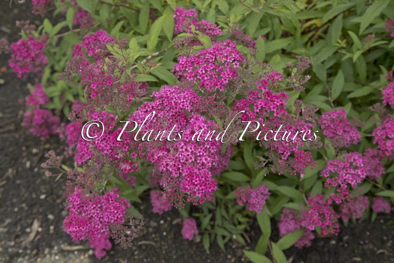 Spiraea japonica ‘Neon Flash’