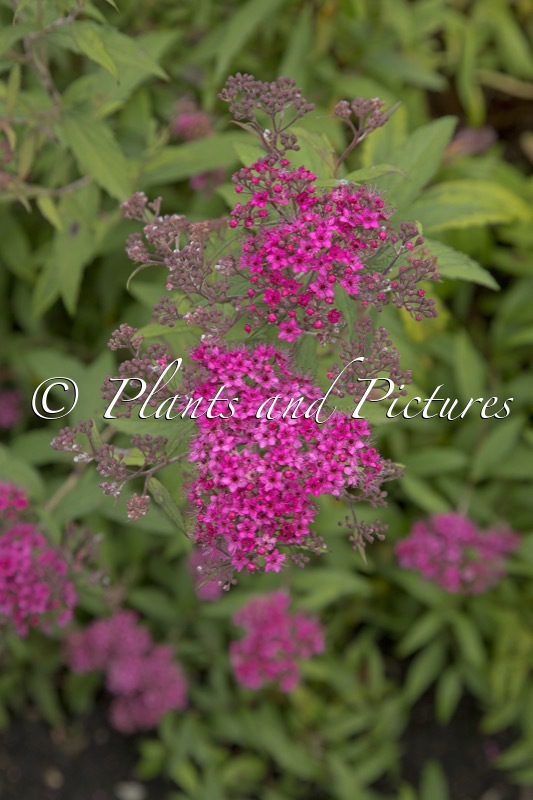 Spiraea japonica ‘Neon Flash’