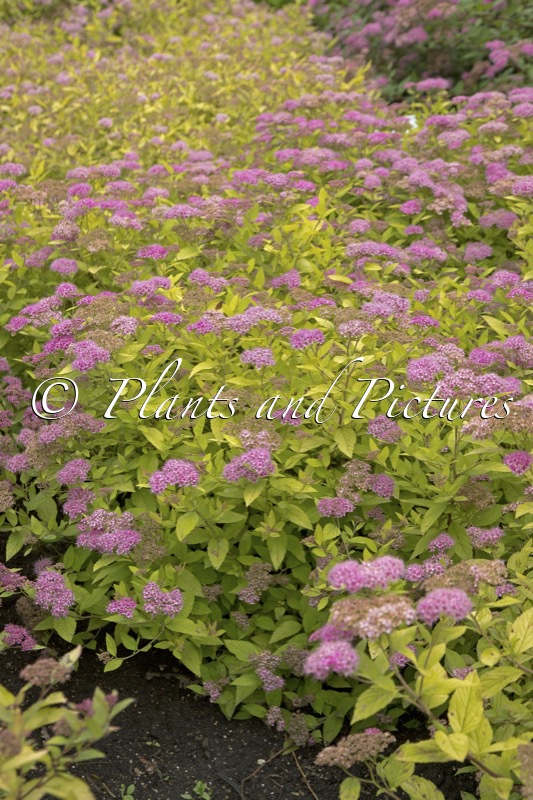 Spiraea japonica ‘Golden Princess’