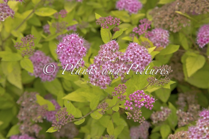 Spiraea japonica ‘Golden Princess’