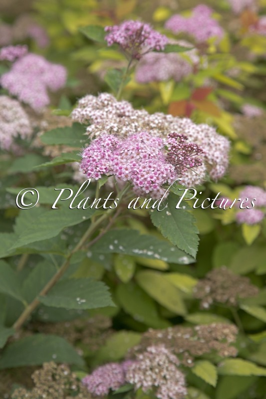 Spiraea miyabei