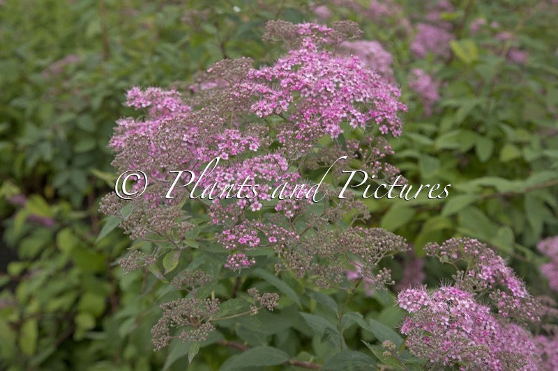 Spiraea japonica ‘Gumball’
