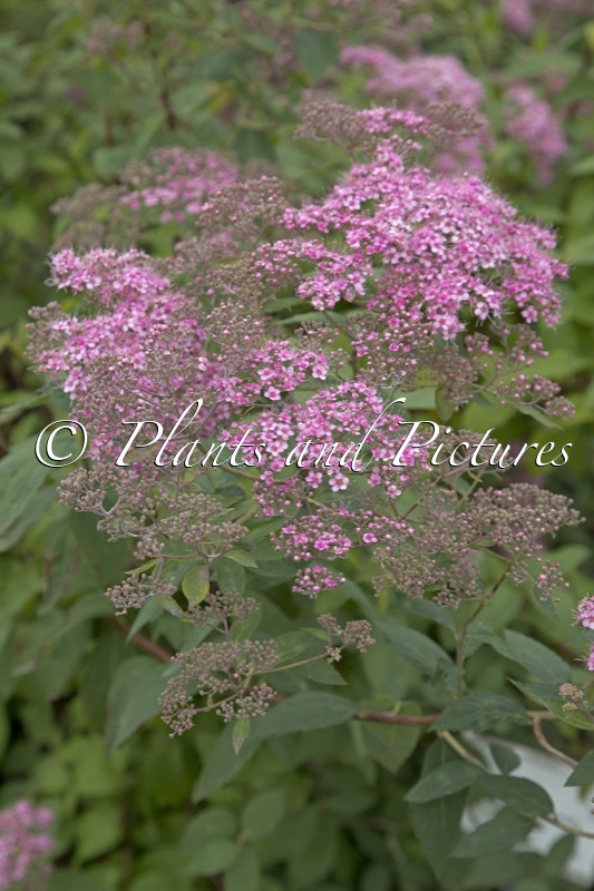 Spiraea japonica ‘Gumball’