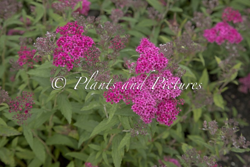 Spiraea japonica ‘Zigeunerblut’