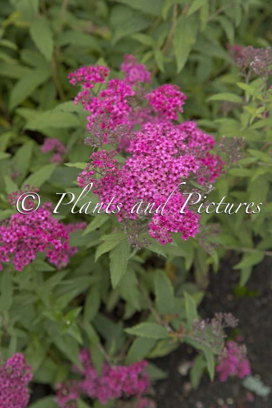 Spiraea japonica ‘Zigeunerblut’