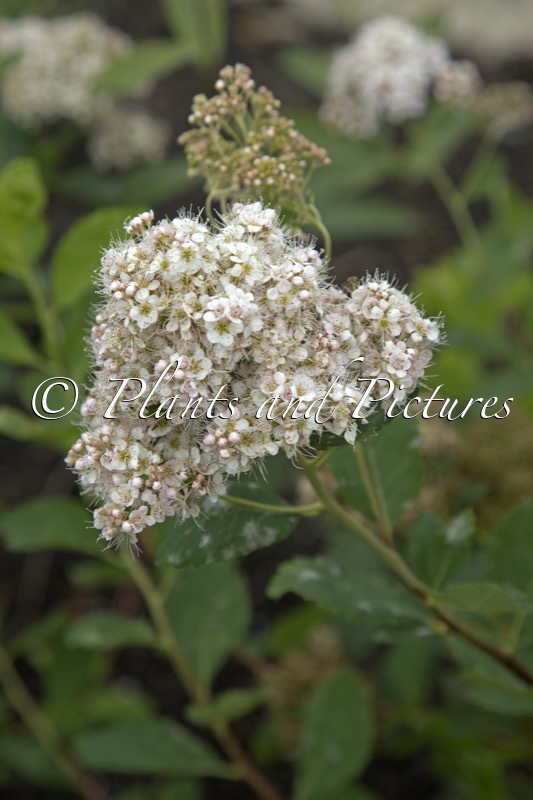 Spiraea ‘Ludmila’
