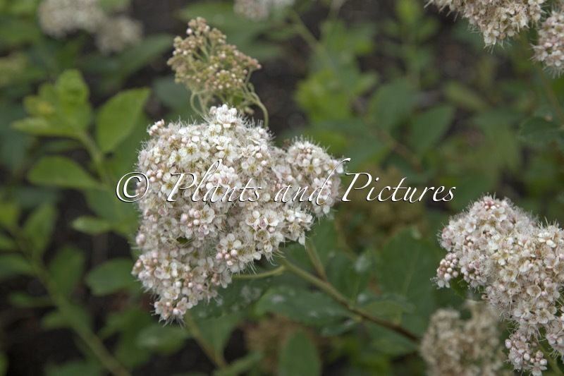 Spiraea ‘Ludmila’