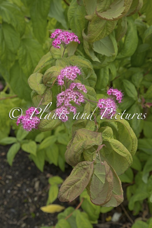 Spiraea japonica ‘Macrophylla’