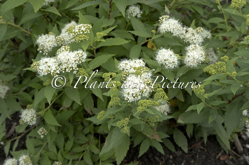 Spiraea japonica ‘Pygmaea Alba’