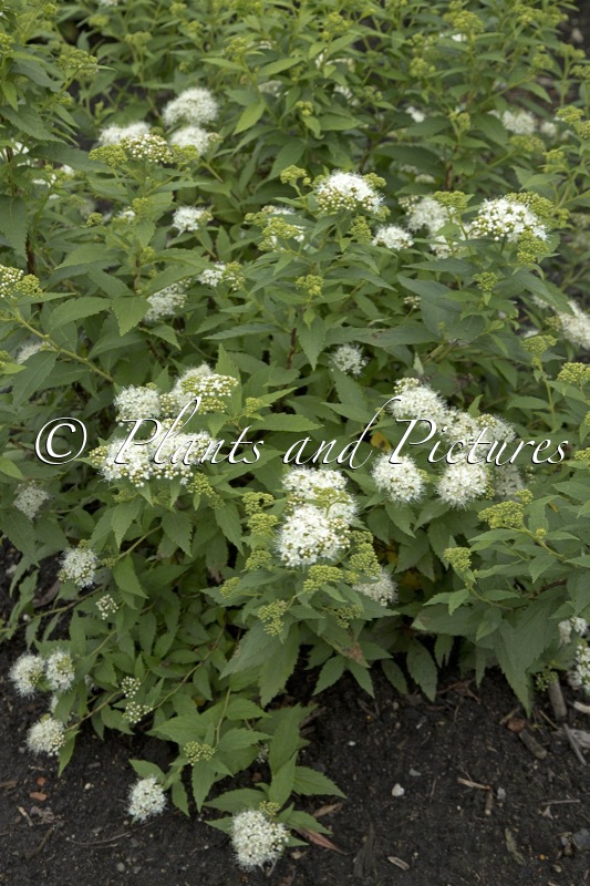Spiraea japonica ‘Pygmaea Alba’