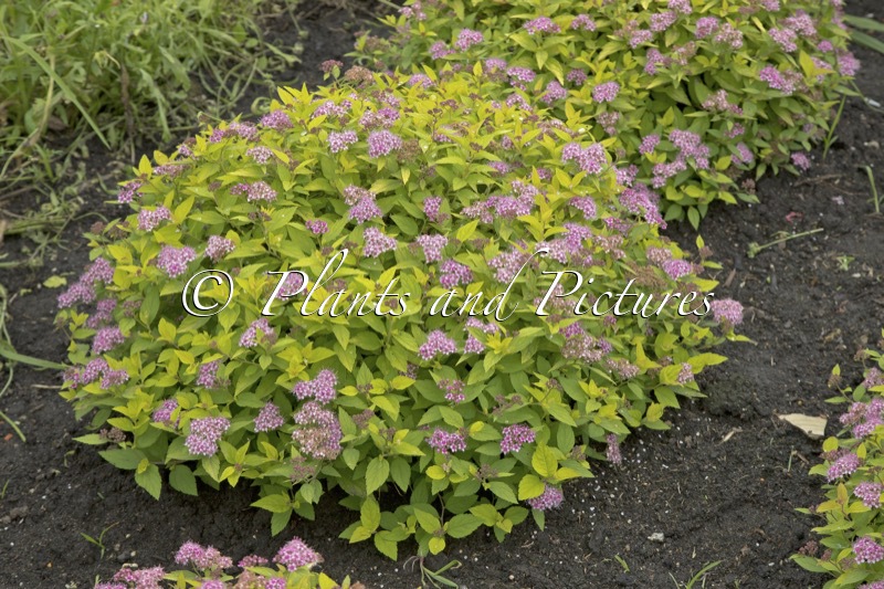 Spiraea japonica ‘Golden Jack’
