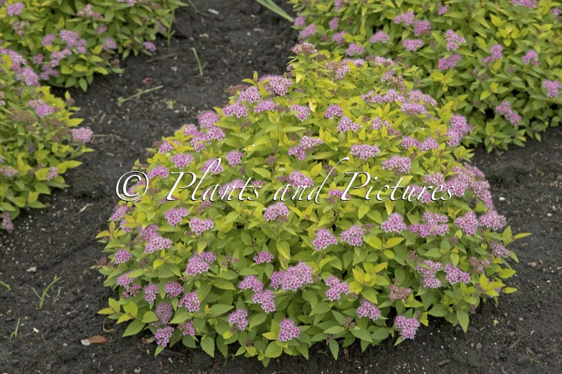 Spiraea japonica ‘Golden Jack’