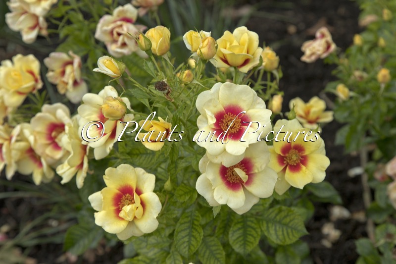 Rosa ‘Intereybabolg’ (GLORIOUS BABYLON EYES)