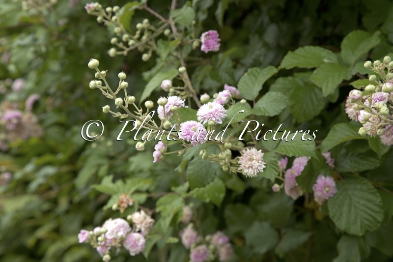 Rubus ulmifolius ‘Bellidiflorus’