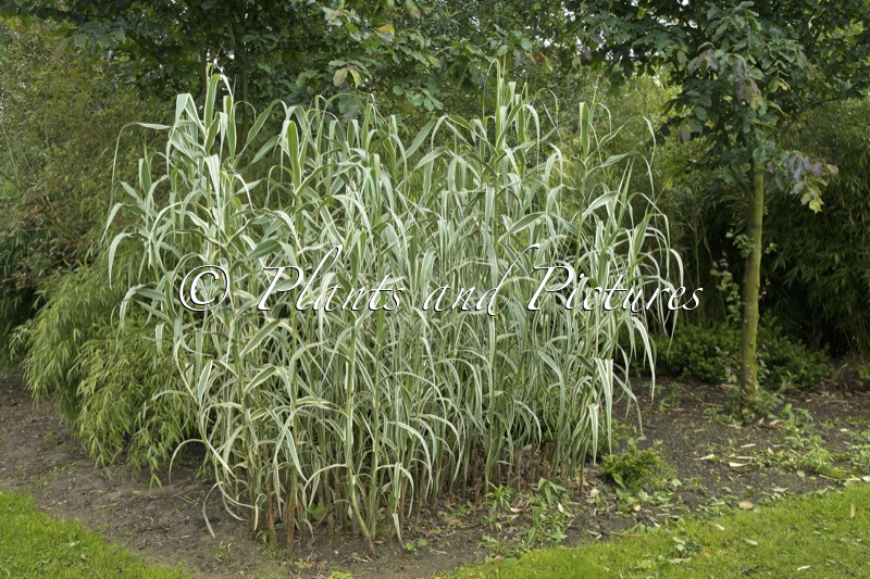 Arundo donax ‘Versicolor’