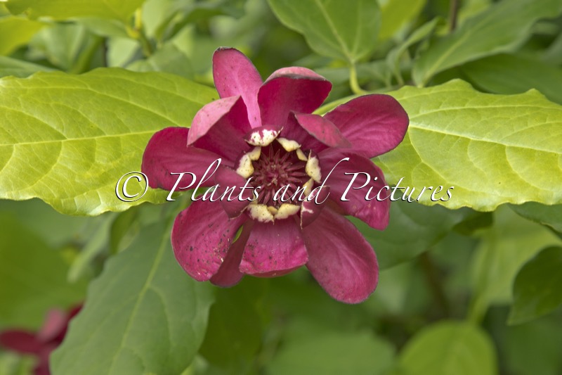 Calycanthus raulstonii ‘Hartlage Wine’