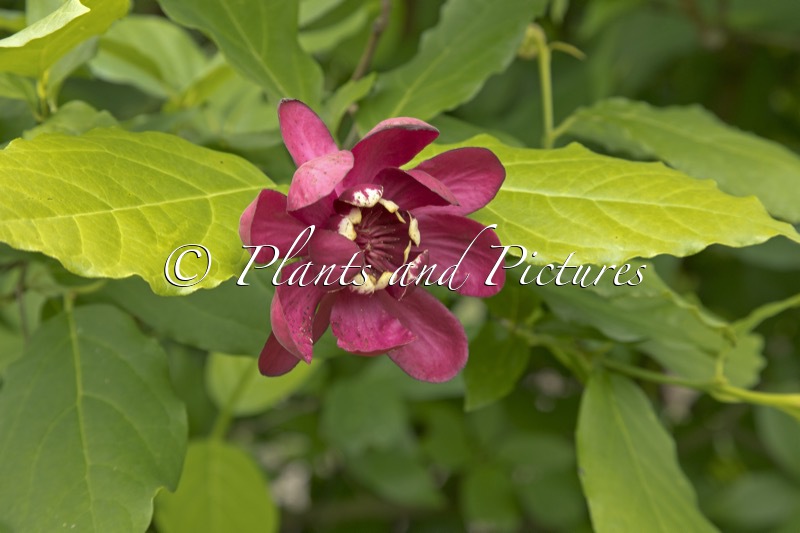 Calycanthus raulstonii ‘Hartlage Wine’