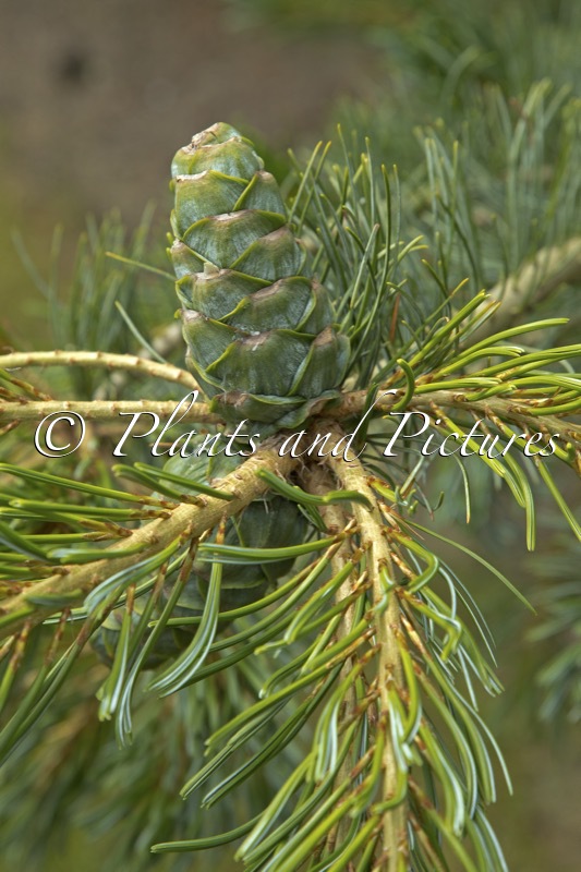 Pinus parviflora