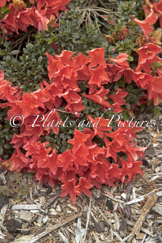 Rhododendron nakaharae