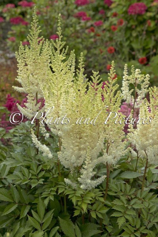Astilbe ‘Harvandermeerwhite’ (LOWLANDS WHITE)