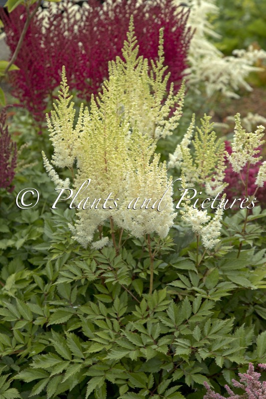 Astilbe ‘Harvandermeerwhite’ (LOWLANDS WHITE)