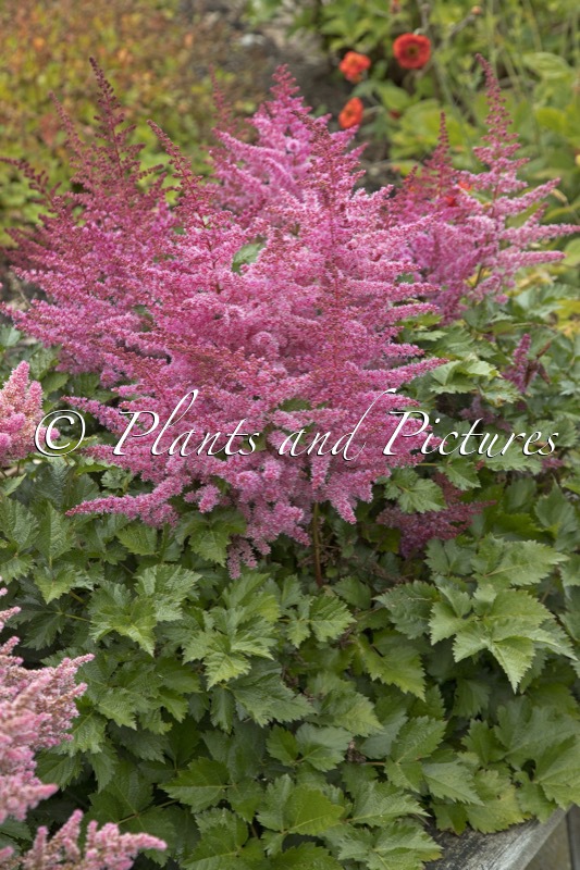 Astilbe ‘Perfect Day’