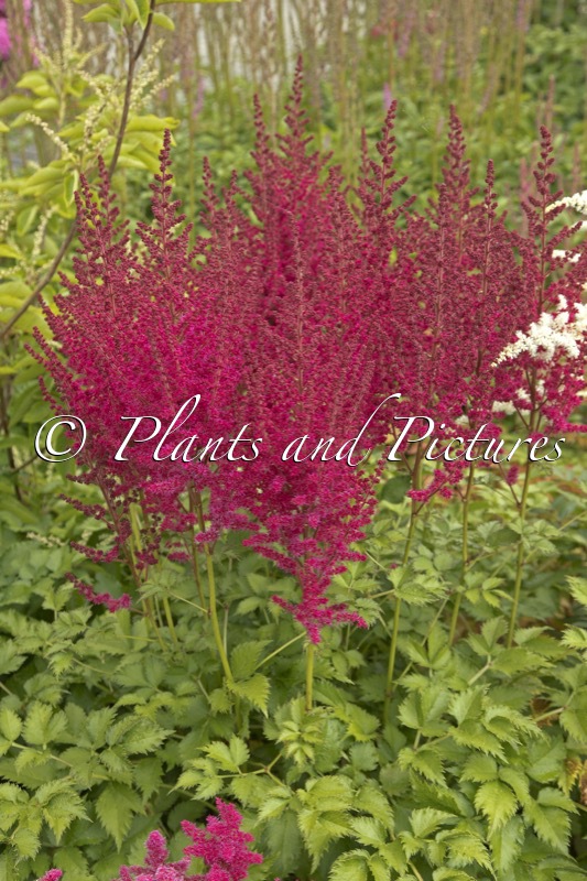 Astilbe ‘Lucky Day’