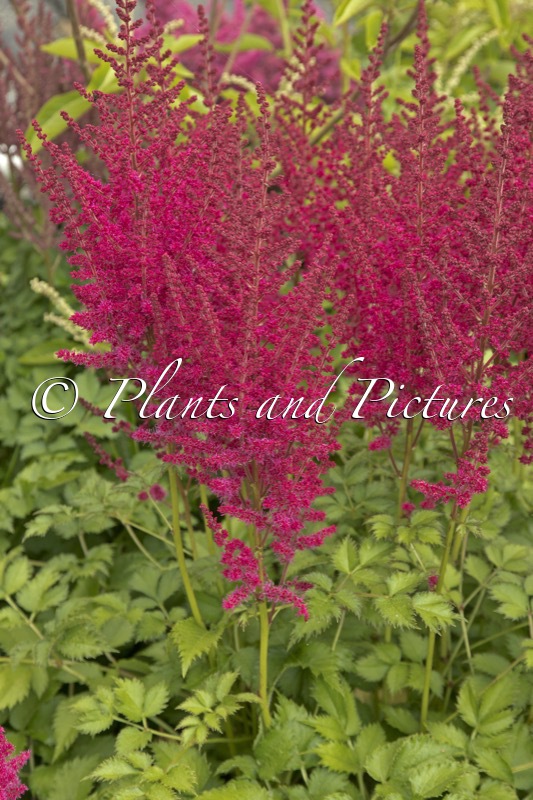 Astilbe ‘Lucky Day’