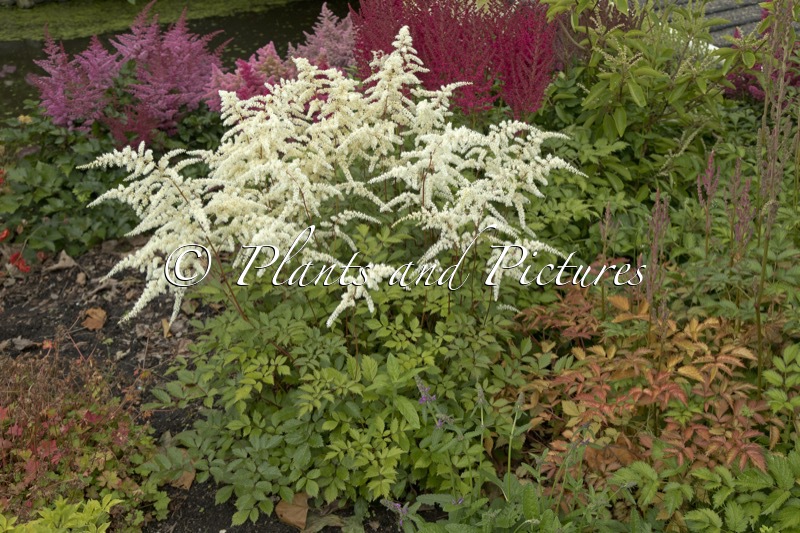 Astilbe ‘Moccachino’