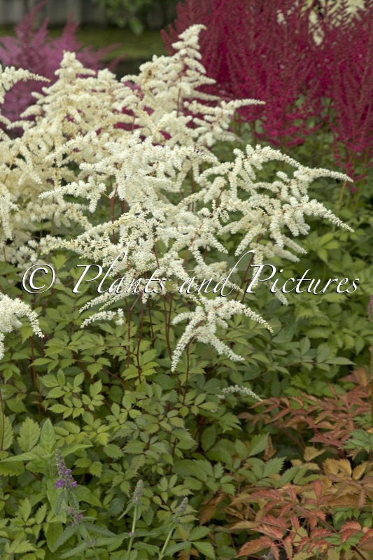 Astilbe ‘Moccachino’
