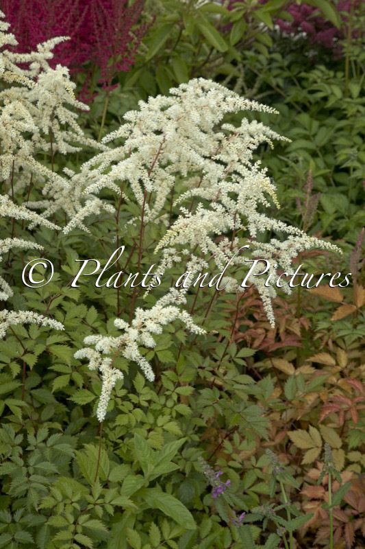 Astilbe ‘Moccachino’
