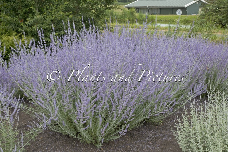 Perovskia atriplicifolia ‘Kuperba’ (BLUE ARROW)