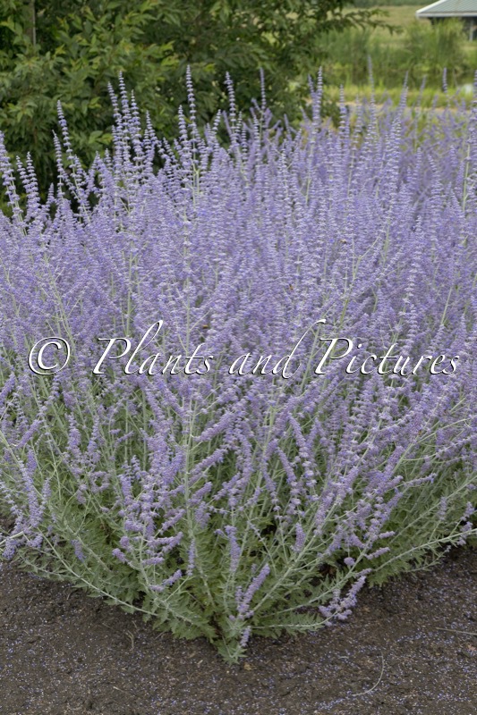 Perovskia atriplicifolia ‘Kuperba’ (BLUE ARROW)